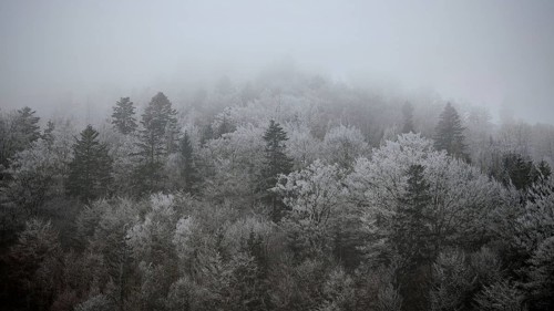 A foggy forest with bare trees and a mystical, dark winter atmosphere, Frankenwald nature park