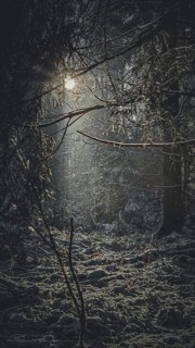 Sun rays break through a dark, mysterious forest and create a mystical atmosphere, Franconian
