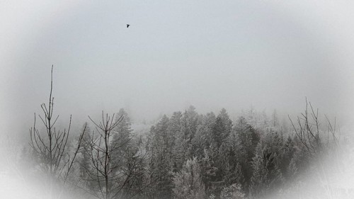 Snowy forest in fog with a flying bird, wintry and quiet atmosphere, Frankenwald nature park Park,