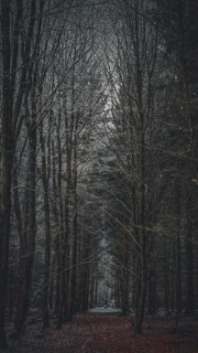 A dark forest trail with bare trees and autumn leaves, Rennsteig, Frankenwald nature park Park,