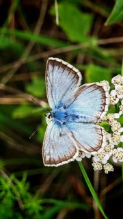 A blue butterfly (Polyommatus icarus) sitting on white flowers amidst green vegetation, Rennsteig,