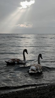 Two swans (Cygnus) swimming in calm lake under grey sky with sun rays breaking through, Lake Ohrid,