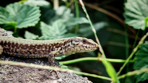 A wall lizard (podarci muralis) lies on a stone surrounded by green leaves in the sun, Prizren,