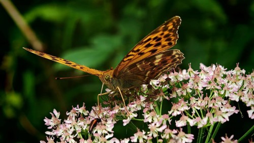 A butterfly Imperial Cloak (Argynnis paphia) perched on pink flowers in a natural setting