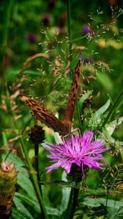 A butterfly Imperial Cloak (Argynnis paphia) sits on a purple flower amidst green grass, surrounded