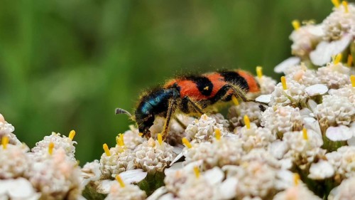 A colourful shaggy bee beetle (Trichodes alviarius) sits on white flowers in a macro shot,
