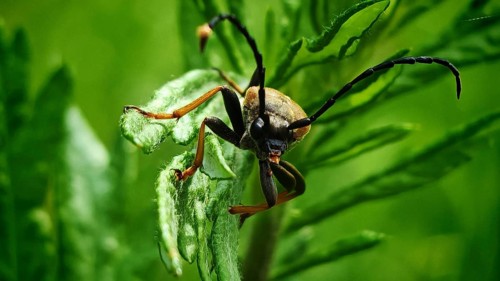 Macro photograph of a neck beetle (Pseudovadonia livida) on a green leaf with impressive antennae,