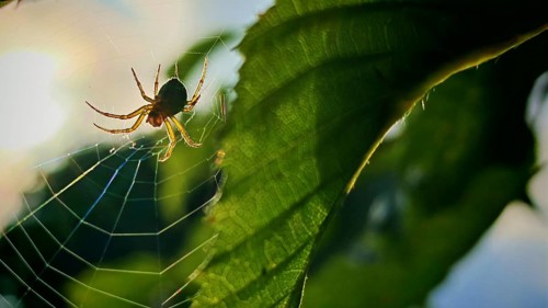 A spider in its web in front of a leaf, illuminated by the warm light of the setting sun,