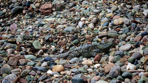 An iguana (Sceloporus malachiticus) camouflages itself between many colourful pebbles, Antalya,