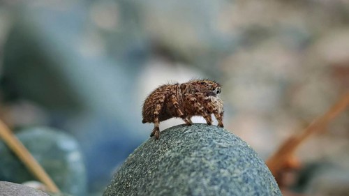 Close-up of a jumping spider (salticidae) on a stone, highlighting the texture and colours of
