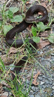 A black snake slithers across a ground covered with leaves, grass and gravel, smooth snake
