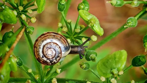 Close-up of a snail (Helicidae) on green plants, creating a peaceful nature scene, Rennsteig,