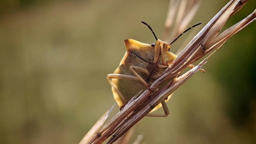 A bug (Heteroptera) sitting on a blade of grass in a natural environment, Rennsteig, Franconian