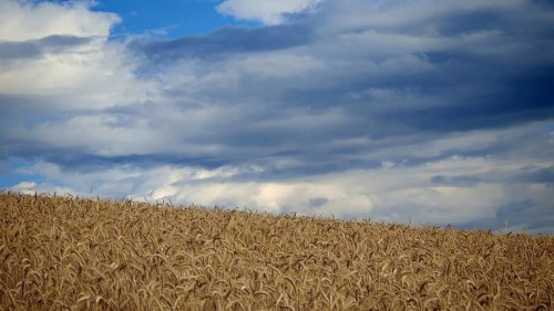 Wheat field under cloudy blue sky, Frankenwald nature park Park, Germany