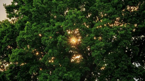 Sun rays penetrate thick green leaves of a large tree and create a peaceful, natural atmosphere,