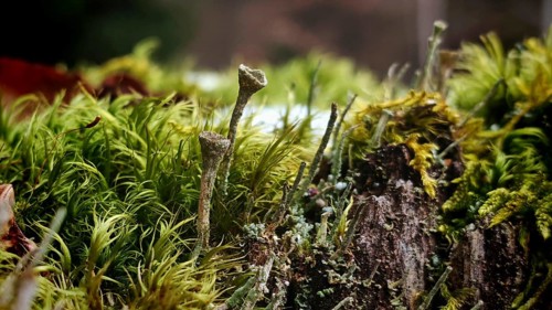 Close-up of various moss species with different textures and shades of green, trumpet lichen