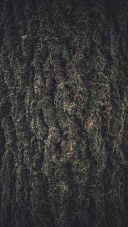 Close-up of tree bark with moss growth and natural texture, Frankenwald nature park Park, Germany