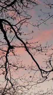 Bare branches against pink and blue sky at sunset, peaceful atmosphere, Frankenwald nature park