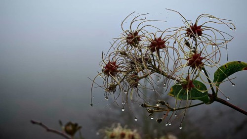 A branch with clematis blossoms and raindrops in a foggy atmosphere, Frankenwald nature park Park,