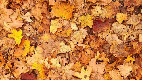 Dried autumn leaves in shades of warm yellow, orange and brown form a pattern, Frankenwald nature