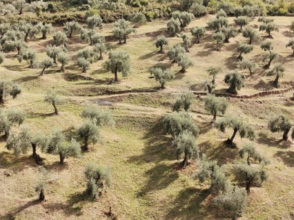 Landscape with olive trees on hilly, green terrain under sunshine, Berat, Albania