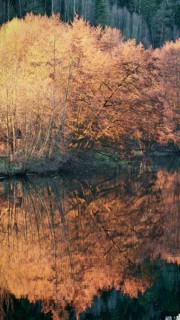 Autumn trees are reflected in a quiet lake, surrounded by forest and intense shades of orange,