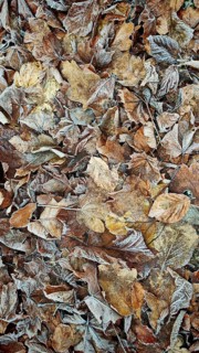 Frozen autumn leaves in various shades of brown, covered with a thin layer of frost, Höllental,