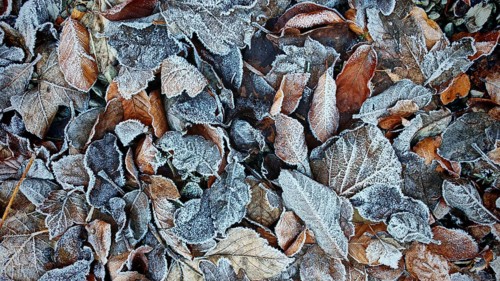 Frozen, frost-covered autumn leaves in natural surroundings, Höllental, Frankenwald nature park