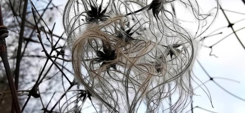 Close-up of filigree seeds and branches of clematis in winter nature, Frankenwald nature park Park,