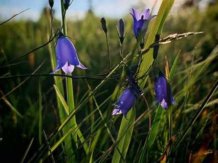Blooming bluebells on a green meadow in sunlight, Franconian Forest, Germany