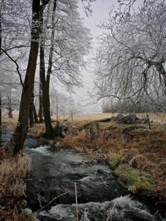 Kleiner Bach flows through a wintery, frosty landscape with snow-covered trees, Rennsteig,