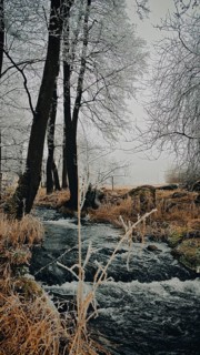 A small river flows through a frosty forest with bare trees, Rennsteig, Frankenwald nature park
