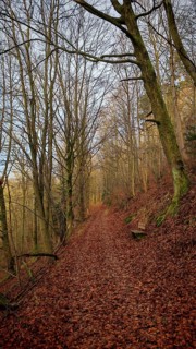 A quiet forest trail in autumn with leaves on the ground and bare trees on the sides, Frankenwald