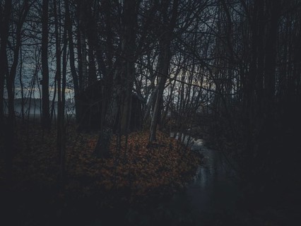 A gloomy forest with a hut and a small stream and leaves on the ground, surrounded by fog,
