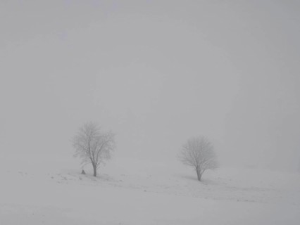 Two bare trees stand alone in a foggy and snowy landscape, Rennsteig, Frankenwald nature park Park,