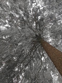 Snow-covered tree with frosty branches, seen from below, cold and calm winter atmosphere,