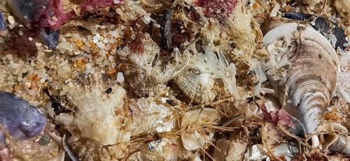 Close-up of seabed with shells, sand and natural textures in various colors and shapes, Southwest