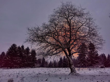 A single tree stands in a snowy landscape in front of a forest at sunset, Rennsteig, Thuringian