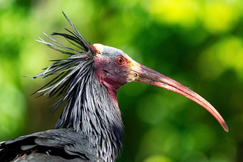 Northern Bald Ibis (Geronticus eremita) Captive Germany