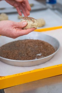 Dough is sprinkled with seeds in a round mold, hands to make, bake rolls, Haselstaller Hof,