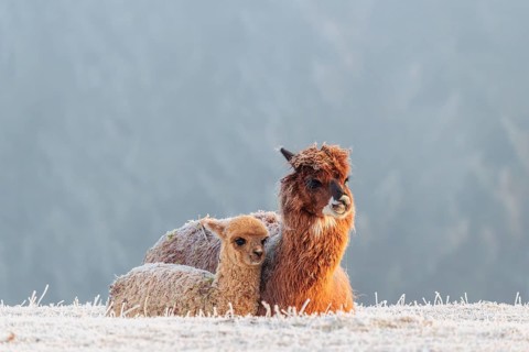 Alpaca (Vicugna pacos), mother and her young, brown animal, white animal, adult animal, female