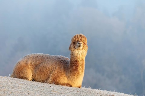 Alpaca (Vicugna pacos), white animal, adult animal, female animal, resting, frost-covered meadow,