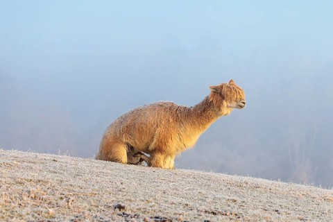 Alpaca (Vicugna pacos), white animal, adult animal, female animal, laying down, frost-covered