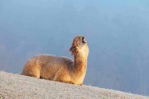 Alpaca (Vicugna pacos), yawning, white animal, adult animal, female animal, resting, frost-covered
