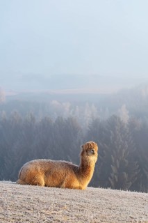 Alpaca (Vicugna pacos), white animal, adult animal, female animal, resting, frost-covered meadow,