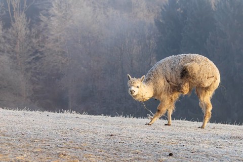 Alpaca (Vicugna pacos), white animal, adult animal, female animal, standing, scratching with hind