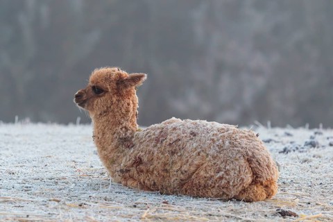 Alpaca (Vicugna pacos), brown, Young animal, lying, resting, frost-covered meadow, hilly terrain,