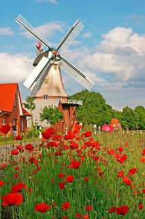 Poppy meadow, East Frisian windmill, historic mill, gallery Dutch, Hauptwieke, Warsingsfehn,