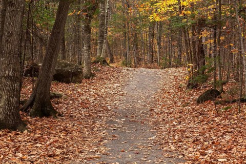 Compacted dirt hiking trail through forest of mixed deciduous and evergreen trees in autumn,