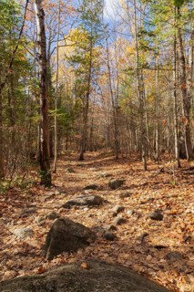 Hiking trail covered with rocks and fallen leaves through forest of mixed deciduous and evergreen